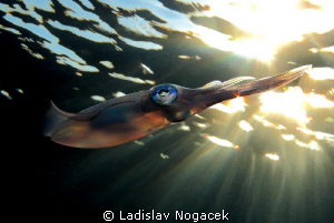 sunset baby by Ladislav Nogacek 
